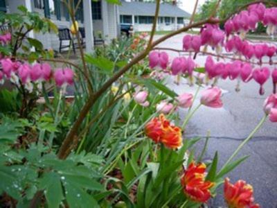 白色特里斯汽车旅馆 北康威 外观 照片